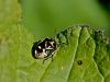 Filename=zuze_2-14c_513_stenica_pisana1_bb_Eurydema_oleracea_IMG_2982a.jpg
Filesize=184KB
Dimensions=900x675
Date added=Nov 29, 2019 zuze_2-14c_513_stenica_pisana1_bb_Eurydema_oleracea_IMG_2982a.jpg