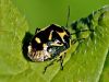 Filename=zuze_2-14c_513_stenica_pisana1_bc_Eurydema_oleraceaIMG_2983aa.jpg
Filesize=196KB
Dimensions=900x675
Date added=Nov 29, 2019 zuze_2-14c_513_stenica_pisana1_bc_Eurydema_oleraceaIMG_2983aa.jpg