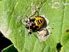 Filename=zuze_2-14c_513_stenica_pisana_bb_Eurydema_ventralis_IMG_3055.JPG
Filesize=358KB
Dimensions=900x675
Date added=Nov 29, 2019 zuze_2-14c_513_stenica_pisana_bb_Eurydema_ventralis_IMG_3055.JPG