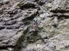 zuze_2-16_101_brzec_bb_Cicindela_hyibrida_2010_05170008.JPG