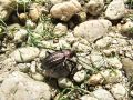 zuze_2-16_101_kresic_bakreni_ba_Carabus_cancellatus_2010_05190035.jpg
