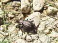 zuze_2-16_101_kresic_bakreni_bb_Carabus_cancellatus_2010_05190036.jpg