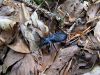 zuze_2-16_101_kresic_modri_ba_Carabus_intricatus_2010_05080046.JPG