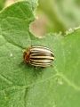zuze_2-16_2b102_hrosc_koloradski_bc_Leptinotarsa_decemlineata_DSC02587.jpg