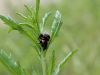 Filename=zuze_2-16_2b102_lepenec_aa_Chrysolina_rossia_IMG_5757a.jpg
Filesize=133KB
Dimensions=900x675
Date added=Jun 21, 2020 zuze_2-16_2b102_lepenec_aa_Chrysolina_rossia_IMG_5757a.jpg