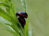 Filename=zuze_2-16_2b102_lepenec_ab_Chrysolina_rossia_IMG_5755a.jpg
Filesize=137KB
Dimensions=900x675
Date added=Jun 21, 2020 zuze_2-16_2b102_lepenec_ab_Chrysolina_rossia_IMG_5755a.jpg