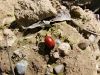 Filename=zuze_2-16_2b102_topolovka_bb_Chrysomela_populi_DSCF3132.JPG
Filesize=449KB
Dimensions=900x675
Date added=Jan 11, 2018 zuze_2-16_2b102_topolovka_bb_Chrysomela_populi_DSCF3132.JPG
