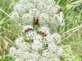 zuze_2-16_2b201_cebelji_volk_ba_Trichoides_apiarius_DSC01256.jpg