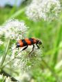 zuze_2-16_2b201_cebelji_volk_bb_Trichoides_apiarius_DSC01254.jpg