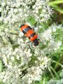 zuze_2-16_2b201_cebelji_volk_bc_Trichoides_apiarius_DSC01247.jpg