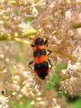 zuze_2-16_2b201_cebelji_volk_bd_Trichoides_apiarius_DSC00314.jpg