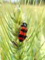 zuze_2-16_2b201_cebelji_volk_be_Trichoides_apiarius_DSC00563.jpg