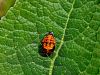 Filename=zuze_2-16_2b303_polonica_harlekinska_aa_Harmonia_axyridis_IMG_3672a.jpg
Filesize=442KB
Dimensions=900x675
Date added=Dec 12, 2020 zuze_2-16_2b303_polonica_harlekinska_aa_Harmonia_axyridis_IMG_3672a.jpg