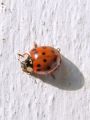 Filename=zuze_2-16_2b303_polonica_harlekinska_bb_harmonia_axyridis_2011_11040026.jpg
Filesize=199KB
Dimensions=675x900
Date added=Nov 06, 2011 zuze_2-16_2b303_polonica_harlekinska_bb_harmonia_axyridis_2011_11040026.jpg