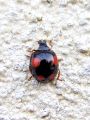 Filename=zuze_2-16_2b303_polonica_harlekinska_bc_harmonia_axyridis_2011_11050016.jpg
Filesize=219KB
Dimensions=675x900
Date added=Nov 06, 2011 zuze_2-16_2b303_polonica_harlekinska_bc_harmonia_axyridis_2011_11050016.jpg