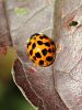 Filename=zuze_2-16_2b303_polonica_harlekinska_be_Harmonia_axyridis_IMG_3418.JPG
Filesize=329KB
Dimensions=675x900
Date added=Jan 11, 2018 zuze_2-16_2b303_polonica_harlekinska_be_Harmonia_axyridis_IMG_3418.JPG