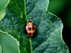 Filename=zuze_2-16_2b303_polonica_harlekinska_bf_Harmonia_axyridis_IMG_4162a.jpg
Filesize=187KB
Dimensions=900x675
Date added=Dec 12, 2020 zuze_2-16_2b303_polonica_harlekinska_bf_Harmonia_axyridis_IMG_4162a.jpg