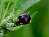 Filename=zuze_2-16_2b303_polonica_harlekinska_bg_Harmonia_axyridis_IMG_4144a.jpg
Filesize=173KB
Dimensions=900x675
Date added=Dec 13, 2020 zuze_2-16_2b303_polonica_harlekinska_bg_Harmonia_axyridis_IMG_4144a.jpg