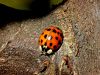 Filename=zuze_2-16_2b303_polonica_harlekinska_bh_Harmonia_axyridis_IMG_5741a.jpg
Filesize=305KB
Dimensions=900x675
Date added=Dec 13, 2020 zuze_2-16_2b303_polonica_harlekinska_bh_Harmonia_axyridis_IMG_5741a.jpg