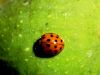 Filename=zuze_2-16_2b303_polonica_harlekinska_bi_Harmonia_axyridis_IMG_5748a.jpg
Filesize=151KB
Dimensions=900x675
Date added=Dec 13, 2020 zuze_2-16_2b303_polonica_harlekinska_bi_Harmonia_axyridis_IMG_5748a.jpg