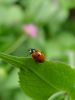 Filename=zuze_2-16_2b303_polonica_sedempikcasta_bb_Coccinella_septempunctata_DSC09693.JPG
Filesize=150KB
Dimensions=675x900
Date added=Jan 11, 2018 zuze_2-16_2b303_polonica_sedempikcasta_bb_Coccinella_septempunctata_DSC09693.JPG