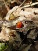 Filename=zuze_2-16_2b303_polonica_sedempikcasta_bc_Coccinella_septempunctata_DSC08356.JPG
Filesize=272KB
Dimensions=675x900
Date added=Jan 11, 2018 zuze_2-16_2b303_polonica_sedempikcasta_bc_Coccinella_septempunctata_DSC08356.JPG
