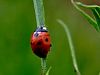 Filename=zuze_2-16_2b303_polonica_sedempikcasta_bd_Coccinella_septempuctata_IMG_4146a.jpg
Filesize=152KB
Dimensions=900x675
Date added=Dec 12, 2020 zuze_2-16_2b303_polonica_sedempikcasta_bd_Coccinella_septempuctata_IMG_4146a.jpg