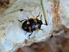 Filename=zuze_2-16_2b502_crnivec_rdeckasti_bc_Diaperis_boleti_IMG_1772a.jpg
Filesize=208KB
Dimensions=900x675
Date added=Feb 20, 2018 zuze_2-16_2b502_crnivec_rdeckasti_bc_Diaperis_boleti_IMG_1772a.jpg