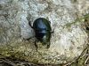 Filename=zuze_2-16_2d103_govnac_gozdni_bb_Anoplotrupes_stercorosus_DSC02601.JPG
Filesize=379KB
Dimensions=900x675
Date added=Feb 19, 2018 zuze_2-16_2d103_govnac_gozdni_bb_Anoplotrupes_stercorosus_DSC02601.JPG