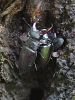 Filename=zuze_2-16_2d1053_rogac_veliki_bc_Lucanus_cervus_DSC00485.jpg
Filesize=407KB
Dimensions=675x900
Date added=Jan 11, 2018 zuze_2-16_2d1053_rogac_veliki_bc_Lucanus_cervus_DSC00485.jpg
