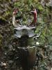 Filename=zuze_2-16_2d1053_rogac_veliki_be_Lucanus_cervus_DSC00498.jpg
Filesize=456KB
Dimensions=675x900
Date added=Jan 11, 2018 zuze_2-16_2d1053_rogac_veliki_be_Lucanus_cervus_DSC00498.jpg