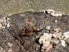 Filename=zuze_2-19_102_glavnikarica_crna_ba_Tanyptera_atrata_DSCF3355a.jpg
Filesize=437KB
Dimensions=900x675
Date added=Jul 27, 2017 zuze_2-19_102_glavnikarica_crna_ba_Tanyptera_atrata_DSCF3355a.jpg