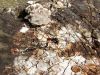 Filename=zuze_2-19_102_glavnikarica_crna_bb_Tanyptera_atrata_DSCF3361a.jpg
Filesize=438KB
Dimensions=900x675
Date added=Jul 27, 2017 zuze_2-19_102_glavnikarica_crna_bb_Tanyptera_atrata_DSCF3361a.jpg