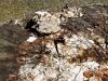 Filename=zuze_2-19_102_glavnikarica_crna_bc_Tanyptera_atrata_DSCF3362a.jpg
Filesize=452KB
Dimensions=900x675
Date added=Jul 27, 2017 zuze_2-19_102_glavnikarica_crna_bc_Tanyptera_atrata_DSCF3362a.jpg