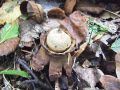 Filename=zvezdica_ovratniska_d_Geastrum_triplex_2012_10210093a.jpg
Filesize=290KB
Dimensions=900x675
Date added=Oct 25, 2012 zvezdica_ovratniska_d_Geastrum_triplex_2012_10210093a.jpg