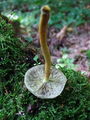 Filename=zz_zveplenjaca_navadna_Hypholoma_fasciculare_e_2009_09240072.JPG
Filesize=292KB
Dimensions=675x900
Date added=Jan 12, 2010 zz_zveplenjaca_navadna_Hypholoma_fasciculare_e_2009_09240072.JPG