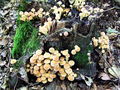 Filename=zz_zveplenjaca_navadna_a_Hypholoma_fasciculare_2009_09240048.JPG
Filesize=362KB
Dimensions=900x675
Date added=Jan 12, 2010 zz_zveplenjaca_navadna_a_Hypholoma_fasciculare_2009_09240048.JPG