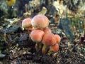 Filename=zz_zveplenjaca_opecnata_a_Hypholoma_lateritium_2012_10080042.jpg
Filesize=258KB
Dimensions=900x675
Date added=Nov 30, 2012 zz_zveplenjaca_opecnata_a_Hypholoma_lateritium_2012_10080042.jpg