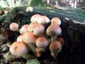 Filename=zz_zveplenjaca_opecnata_b_Hypholoma_lateritium_2012_10040042.jpg
Filesize=195KB
Dimensions=900x675
Date added=Nov 30, 2012 zz_zveplenjaca_opecnata_b_Hypholoma_lateritium_2012_10040042.jpg