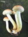 Filename=zz_zveplenjaca_opecnata_c_Hypholoma_lateritium_2012_10040044.jpg
Filesize=210KB
Dimensions=675x900
Date added=Nov 30, 2012 zz_zveplenjaca_opecnata_c_Hypholoma_lateritium_2012_10040044.jpg