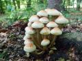 Filename=zz_zveplenjaca_opecnata_d_Hypholoma_lateritium_2012_10040009.jpg
Filesize=241KB
Dimensions=900x675
Date added=Nov 30, 2012 zz_zveplenjaca_opecnata_d_Hypholoma_lateritium_2012_10040009.jpg